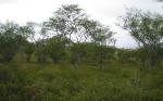 The Caatinga Ecoregion The Caatinga Ecoregion