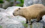 Capivara Capivara