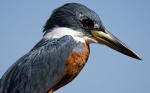 The Ringed Kingfisher
