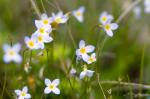 Wildflowers